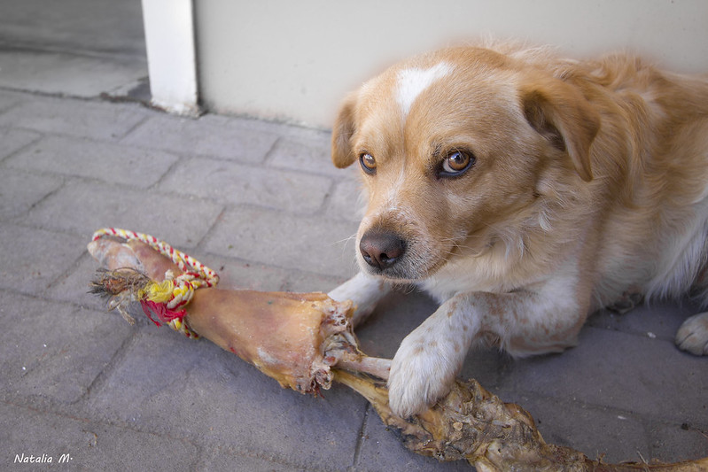 alimentation chien