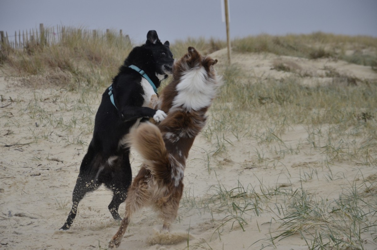 deux chiens se battent Parlez Vous Chien