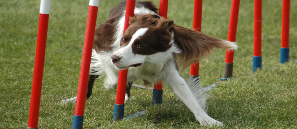 Club canin, éducateur, comportementaliste, en groupe, seul Club canin, éducateur, comportementaliste, en groupe, seul