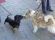 Rencontre chiens attachés en laisse
