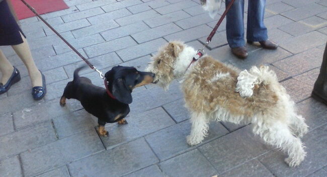 Rencontre chiens attachés en laisse