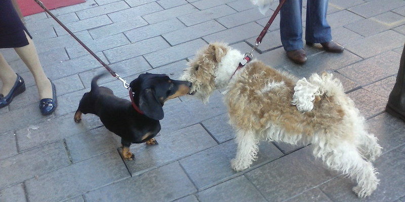 Rencontre chiens attachés en laisse