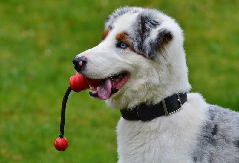 activités avec son chiot