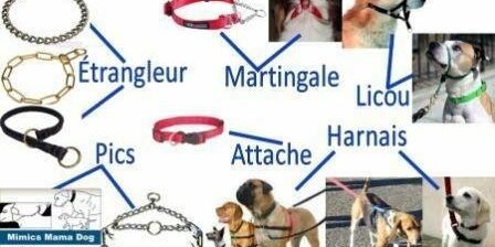 materiel educatif chien