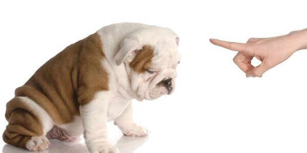 Reprimande Chien