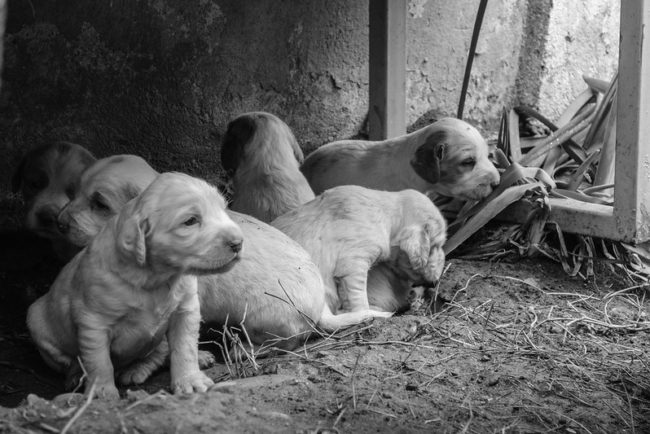 Puppies