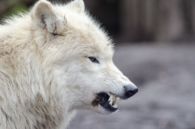 chien agressif protection ressource