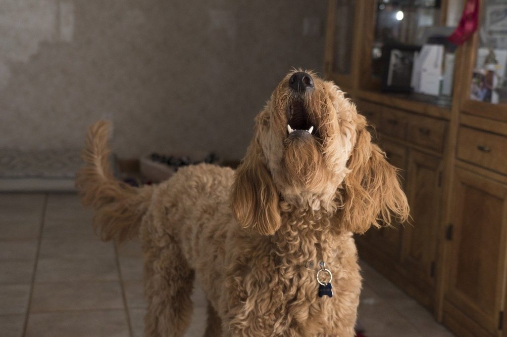 Top 5 des chiens d'appartement qui n'aboient pas et conseils d'éducation