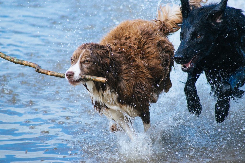 Mon chien est possessif et jaloux protection de ressource?