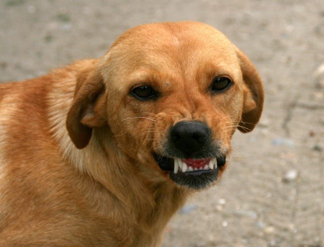 chien grognement
