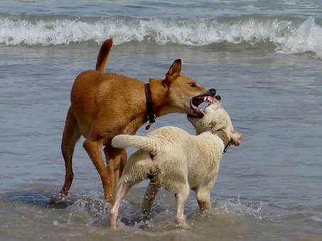 emmener son chien à la plage jeux