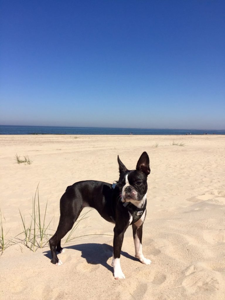 La plage avec mon chien : ce qu'il faut savoir avant, pendant et après
