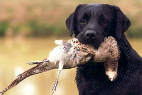 Quel chien choisir? Quelle race de chien me correspond?