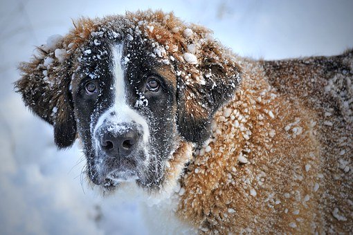 chien froid neige hiver