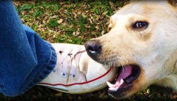 chien enfant morsure