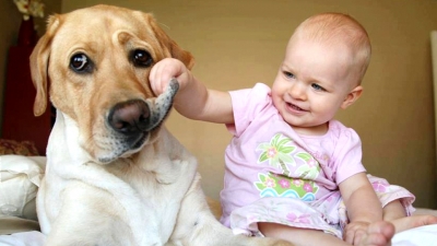 chien babine bébé