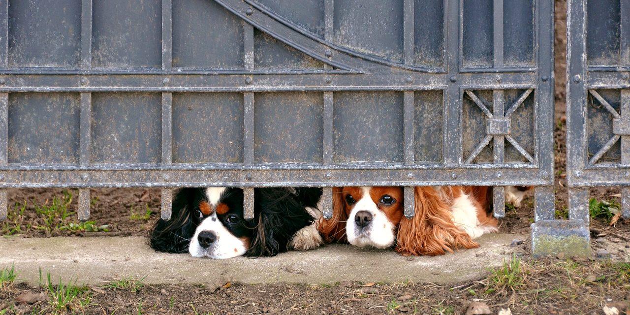 chien prison