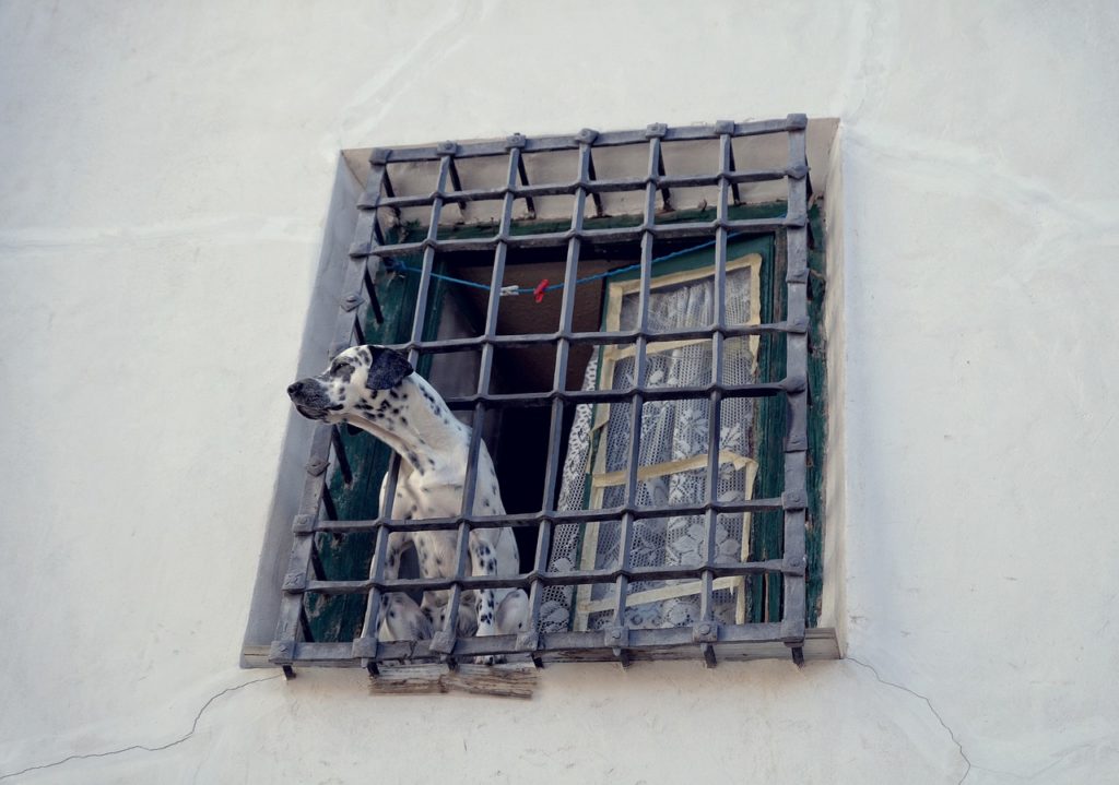 confinement dog