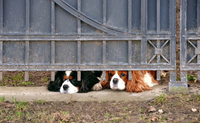 chien prison