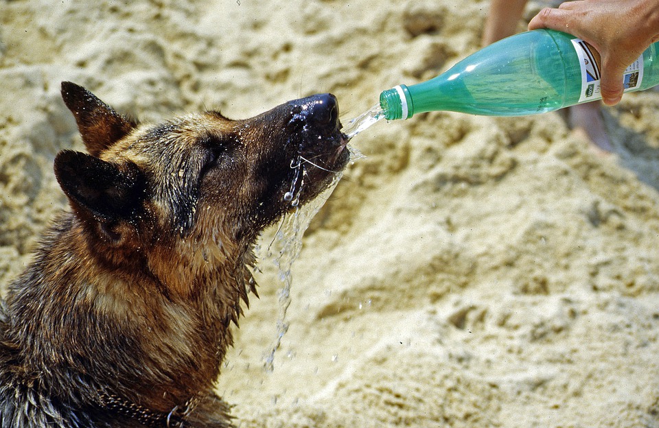 chien chaleur eau