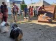 parcatoutou éducateur canin saint maur des fossés
