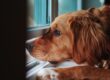 chien seul solitude