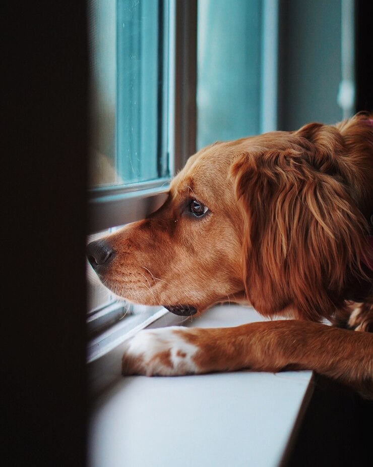 chien seul solitude